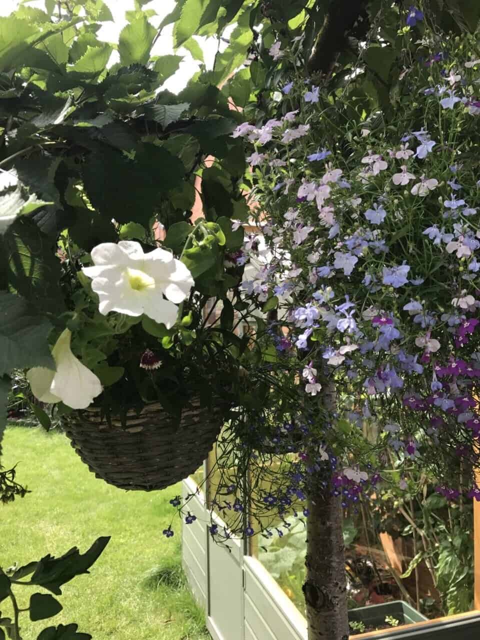 Summer garden update
