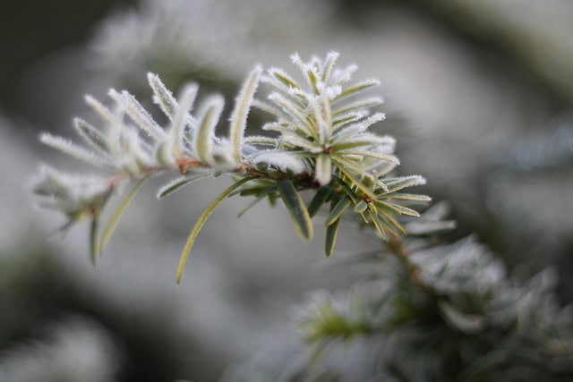 frost in north yorkshire