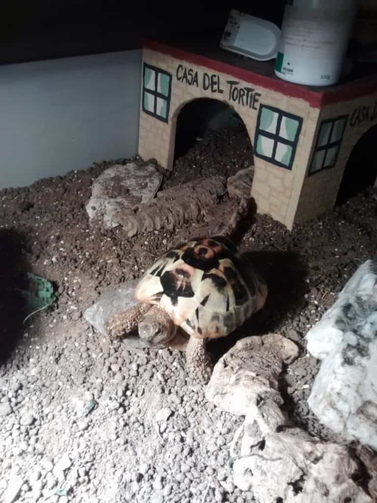 Babysitting a tortoise