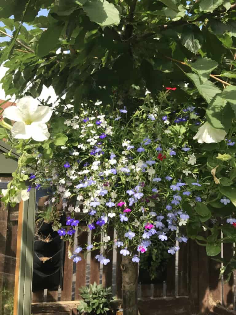 Summer garden update