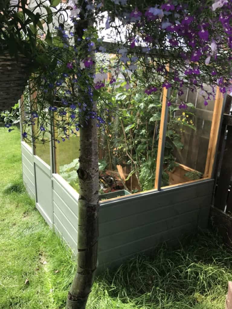 Summer garden update